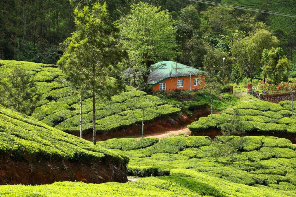 Kerala Travel Guide Plan a Memorable Journey Through God's Own Country