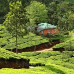 Kerala Travel Guide Plan a Memorable Journey Through God's Own Country
