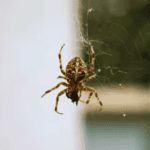 How to Stop Spiders Coming Through Gaps in Windows and Doors