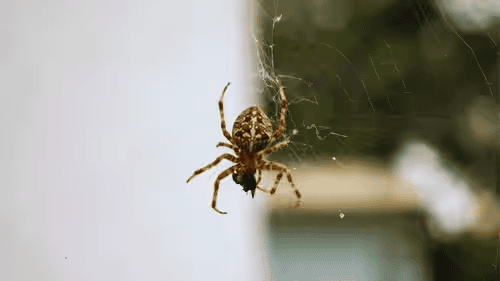 Stop Spiders Coming Through How to Stop Spiders Coming Through Gaps in Windows and Doors